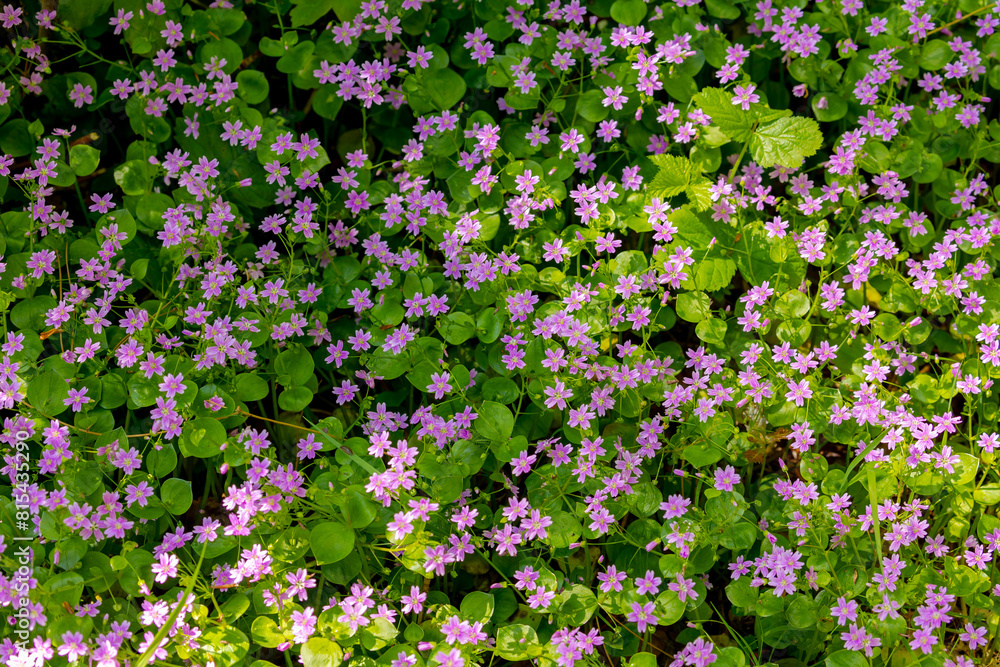 Selective focus of tiny pink purslane flowers, Claytonia sibirica or candy flower, Siberian spring beauty or Siberian miner's lettuce is a flowering plant in the family Montiaceae, Natural background. Selective focus of tiny pink purslane flowers, Claytonia sibirica or candy flower, Siberian spring beauty or Siberian miner's lettuce is a flowering plant in the family Montiaceae, Natural background.