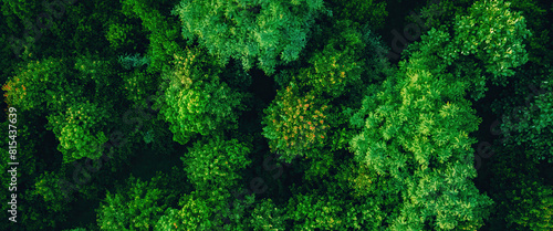 An aerial photo of a forest, pointed down at the trees. © Zac