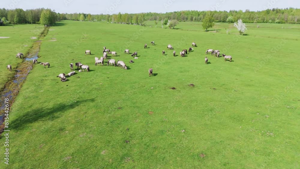 Wild Horses and Auroxen Cows Running in the Field of Pape National Park, Latvia. Aerial View of Wild Konik Polski Horses and Cows Grazing on Meadow Located at the Shores of the Lake Pape, Sunny Day. Wild Horses and Auroxen Cows Running in the Field of Pape National Park, Latvia. Aerial View of Wild Konik Polski Horses and Cows Grazing on Meadow Located at the Shores of the Lake Pape, Sunny Day.