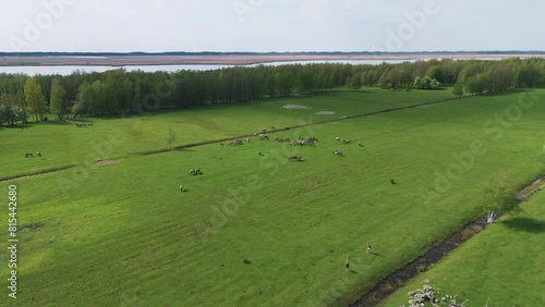 Wild Horses and Auroxen Cows Running in the Field of Pape National Park, Latvia. Aerial View of Wild Konik Polski Horses and Cows Grazing on Meadow Located at the Shores of the Lake Pape, Sunny Day. photo