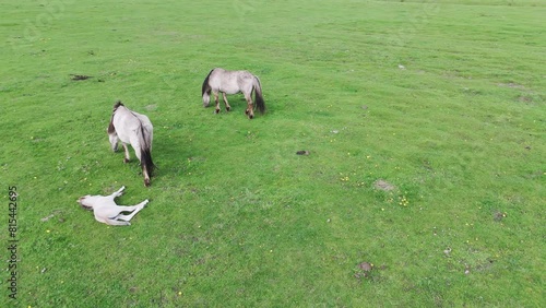 Wild Horses and Auroxen Cows Running in the Field of Pape National Park, Latvia. Aerial View of Wild Konik Polski Horses and Cows Grazing on Meadow Located at the Shores of the Lake Pape, Sunny Day. photo