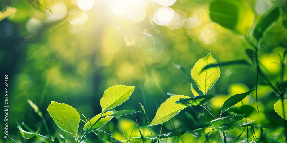 Close-up view of sunlit fresh green leaves and grass in a vibrant spring meadow Close-up view of sunlit fresh green leaves and grass in a vibrant spring meadow