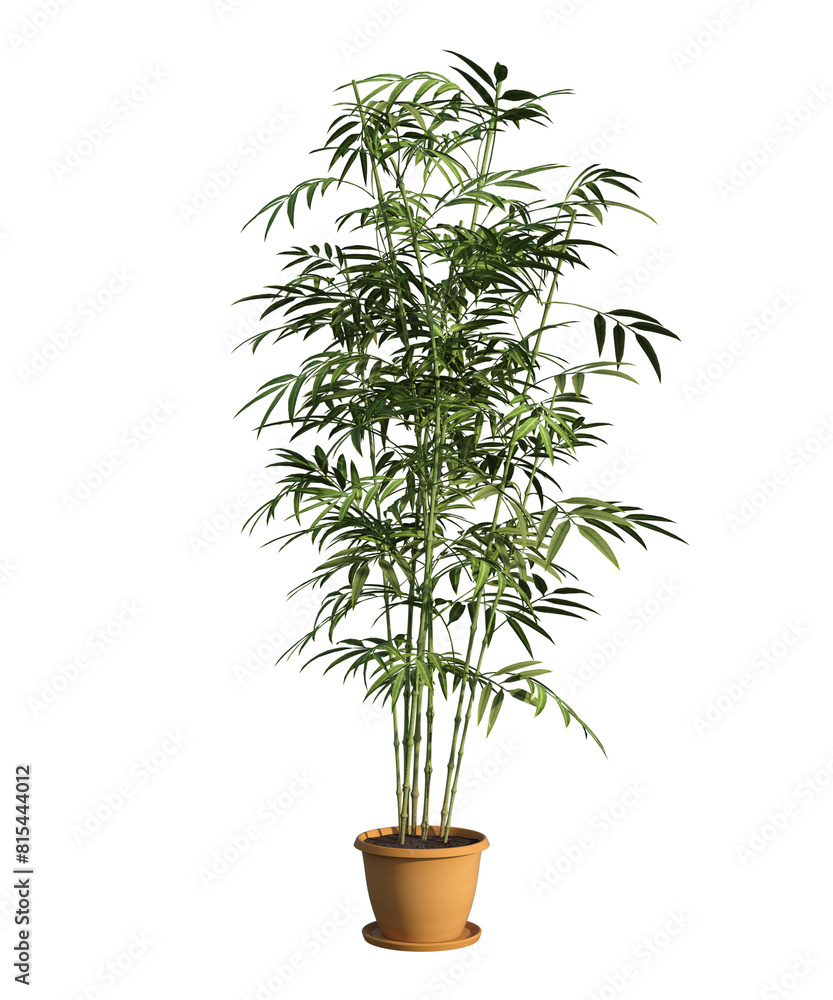 Fototapeta premium Pianta albero fusto con e senza vaso Albero con e senza foglie arancioni, verdi, gialle, rosse fondo trasparente e isolato cactus