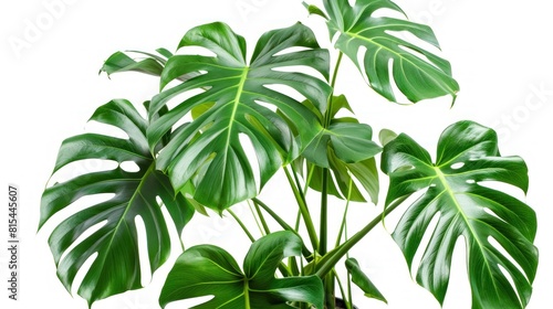 Monstera trees have a newborn and three adult leaves. planted in a white pot work Die-Cut AI generated