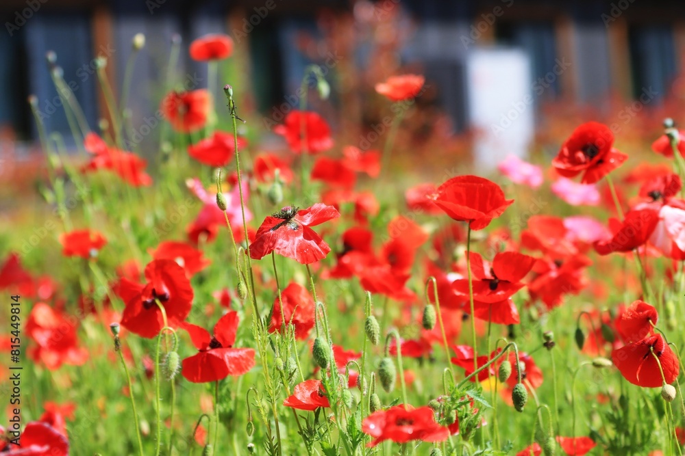 Fototapeta premium 식물원 풍경, 꽃양귀비 개화