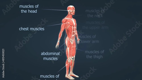 Human body muscles anatomy photo