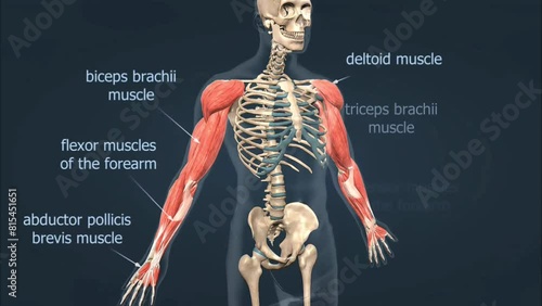 Muscles of the arm anatomy photo