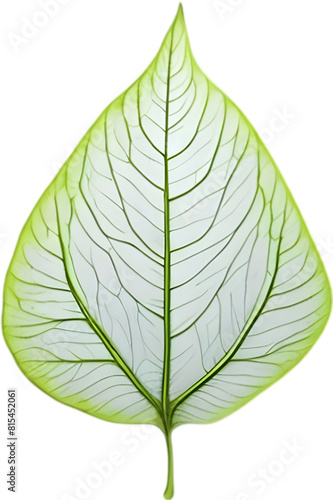 An image of a stylized leaf.