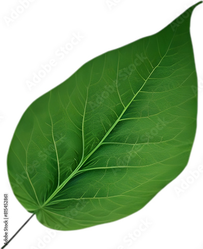 An image of a stylized leaf.
