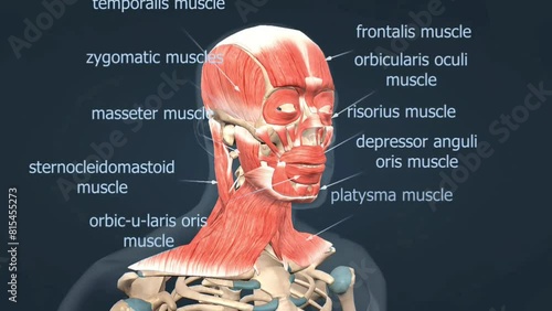 Muscles of the head anatomy photo