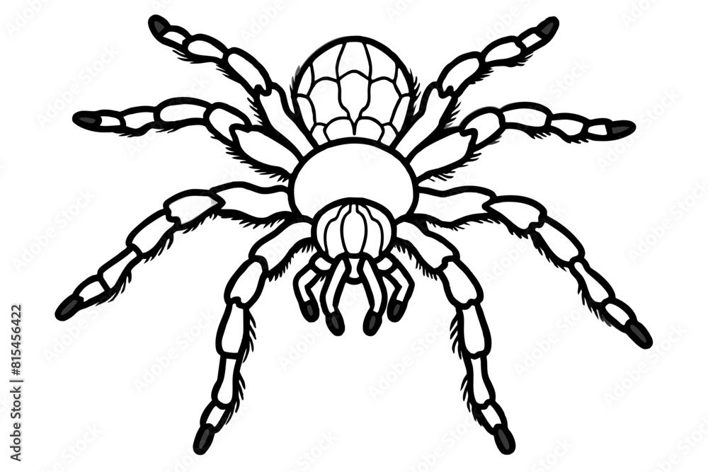 tarantula line art silhouette illustration tarantula line art silhouette illustration