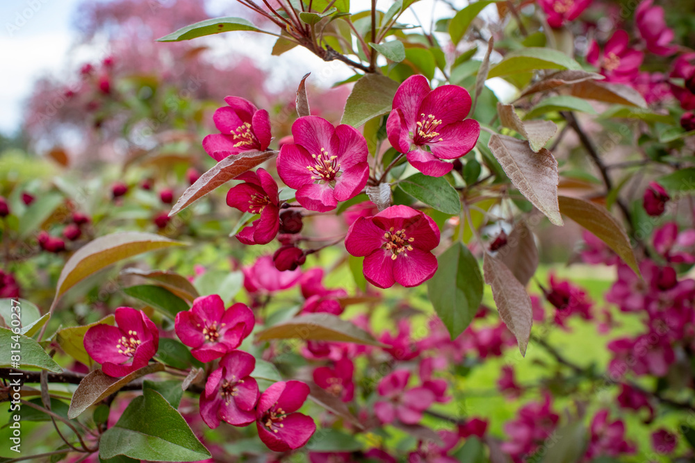 Pink crabapple blossoms on a beautiful spring day Pink crabapple blossoms on a beautiful spring day