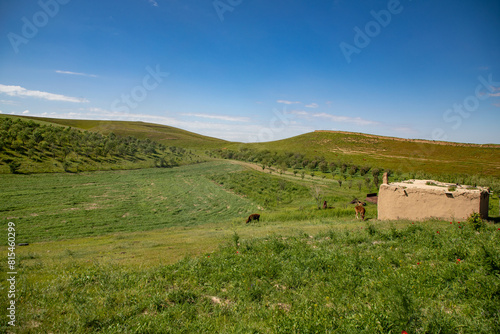 A field with cows grazing and a small hut in the background