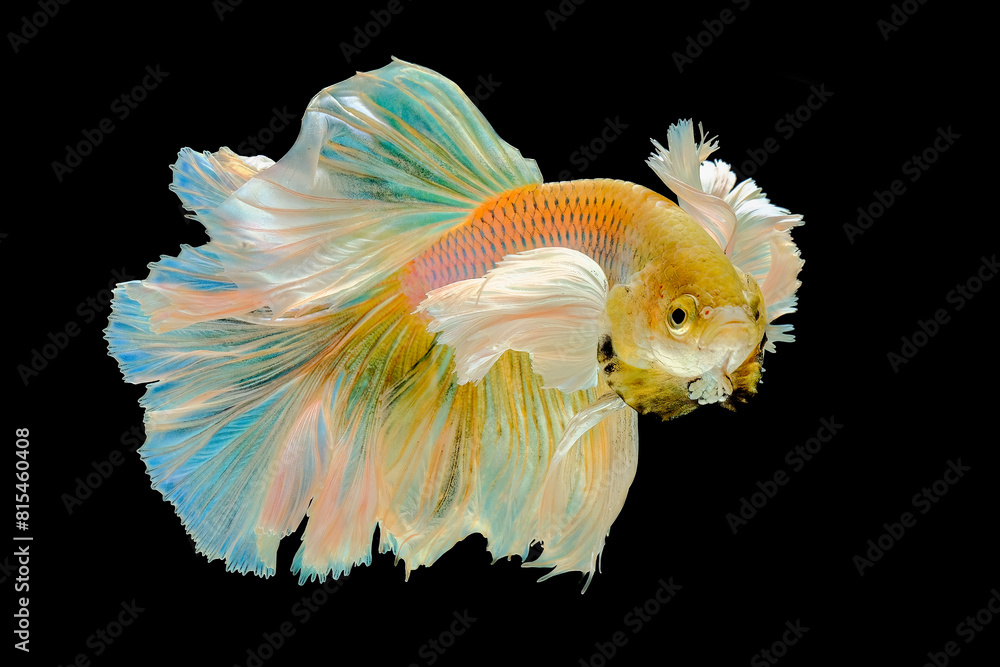 Betta fish dumbo ear in the water Betta fish dumbo ear in the water