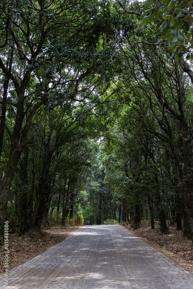 beautiful forest in Mexico in which there are women walking and doing yoga in the middle of it, which has unique paths and a horror cabin, with windmills in the background beautiful forest in Mexico in which there are women walking and doing yoga in the middle of it, which has unique paths and a horror cabin, with windmills in the background