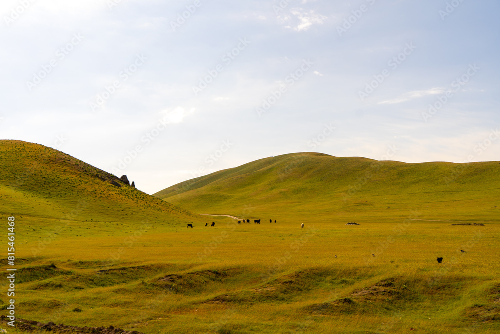 Fototapeta premium A large field of grass with a few cows grazing in it