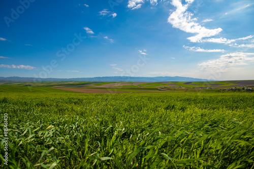A large field of grass with a clear blue sky above
