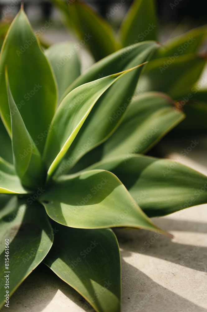 Close up of patterns and textures of a foxtail agave plant Close up of patterns and textures of a foxtail agave plant