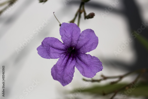 Closeup of Purple flower of Ruellia tuberosa blooming in the garden. Background wallpaper photo