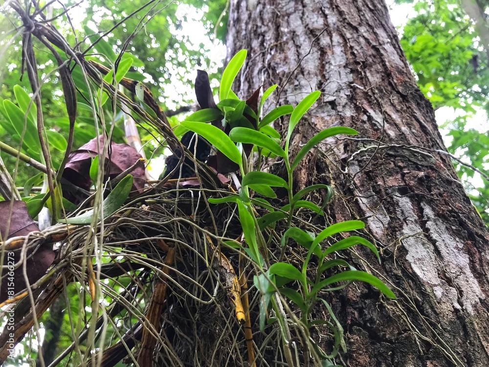 Obraz premium Leaf of Oncidium Orchid or Dancing Lady orchid hanging on the tree at the natural garden. (Oncidium Varicosum, Oncidium Goldiana)