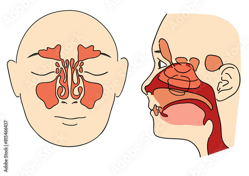 human nose front profile