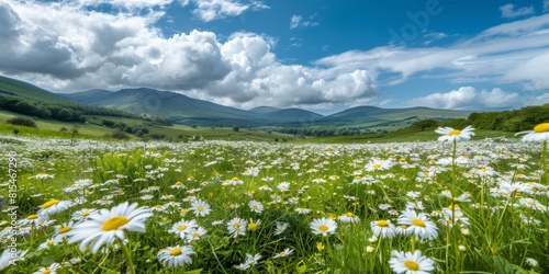 A field of daisies in bloom with a beautiful blue sky and rolling hills in the background. AI.