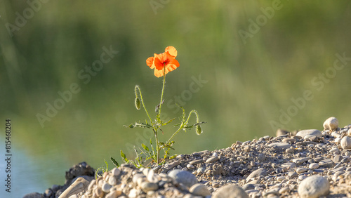 Poppy flower seen against the light
