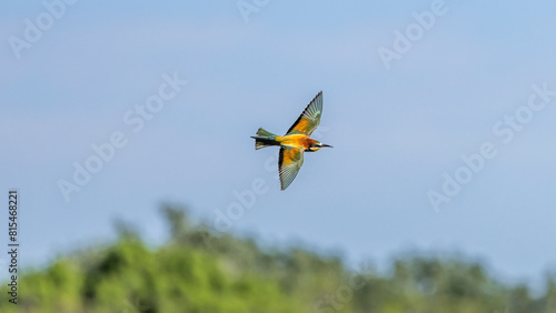 European Bee-eater in flight in the sky