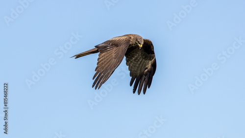 Black kite in flight in the sky