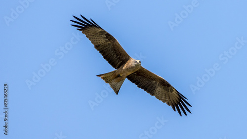 Black kite in flight in the sky © serge