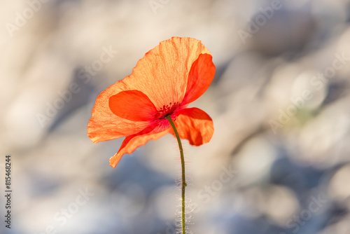 Poppy flower seen against the light