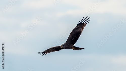 Black kite in flight in the sky
