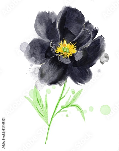 Black hand drawn peony flower. Watercolor illustration.  © Olesia La