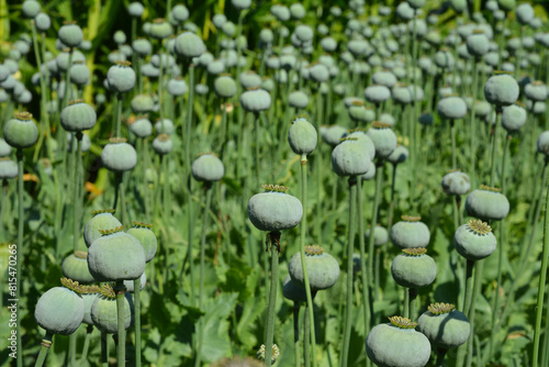 Opium poppy plantation in the field photo