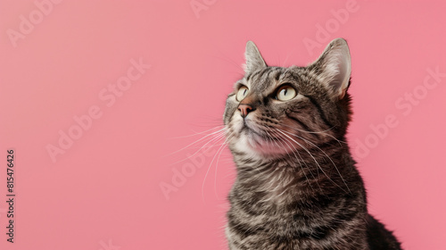 Cute adorable tabby cat looking up and sitting isolated pink background, copy space for text