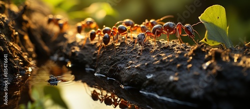 Ants on a Nature Trail photo