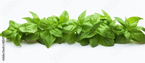Copy space image of sweet basil leaves against a white backdrop