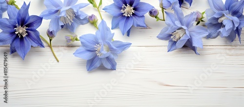 A top down view of blue columbine flowers set against a white wooden background providing ample copy space for additional content photo