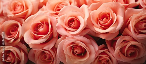 A macro shot of roses in full bloom with room for adding text or graphics copy space image