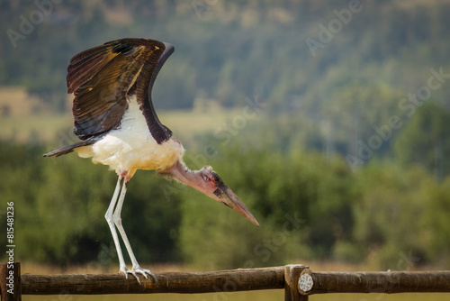 A marabou stork, a large carrion eating bird, balancing on a fence as it prepares for takeoff from this Vulpro feeding site for endangered carrion eating birds in the Magaliesberg in South Africa.