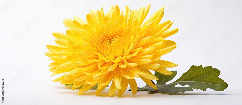A stunning yellow chrysanthemum flower in full bloom stands out against a white background offering plenty of copy space for text or other images A stunning yellow chrysanthemum flower in full bloom stands out against a white background offering plenty of copy space for text or other images