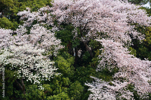 満開の桜