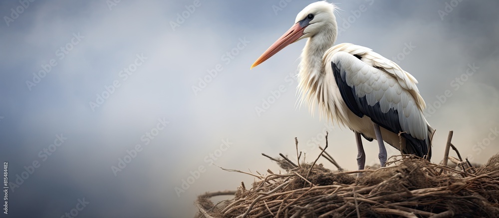 Copy space image of a uniquely gazing white stork nesting Copy space image of a uniquely gazing white stork nesting