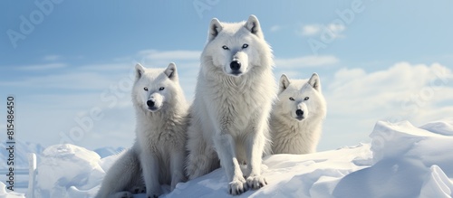 Arctic wolves with their characteristic white fur inhabit the remote and frigid regions of the Arctic A copy space image of these majestic animals captures their striking beauty and resilience in the