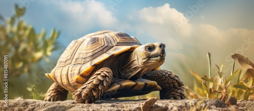 The Sulcata tortoise is a wild animal found in its natural habitat. Creative banner. Copyspace image photo