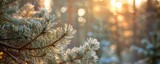 pine branches with needles covered in frost, backlit by a warm golden sunrise.