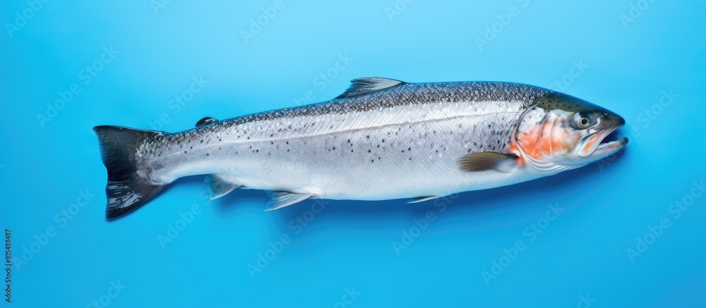 Naklejka premium A top view of a blue background with a pattern of raw trout steak creating a copy space image