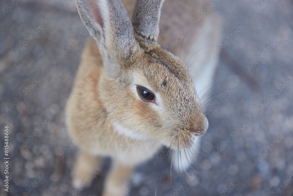 Fototapeta premium 道端にいるうさぎ