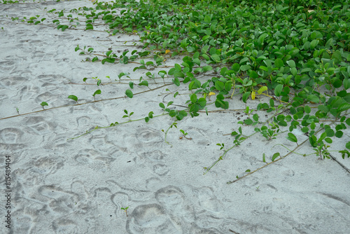 Bayhops, bay-hops, morning glory, railroad vine, goat's foot, tropical beach creeping plant.