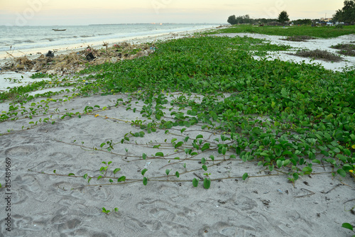 Bayhops, bay-hops, morning glory, railroad vine, goat's foot, tropical beach creeping plant. photo